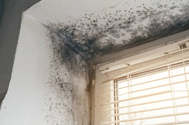 Affordable Mold Cleanup solutions in Henderson, KY