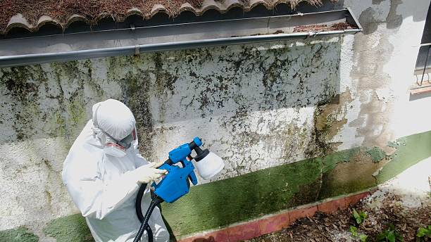 Trusted Mold Removal service in Henderson, KY - Cheap Mold Removal